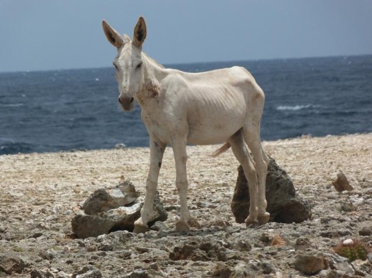 Bonaire 045.jpg