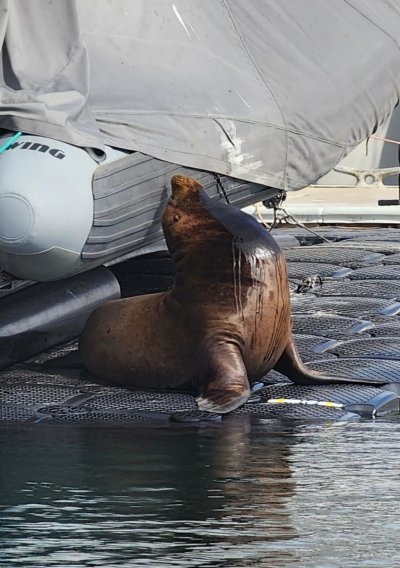 Sea Lion.jpg