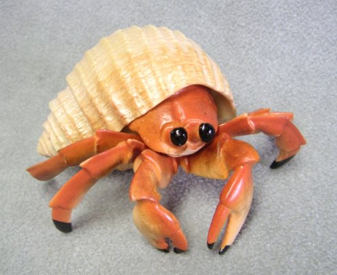 Hermit crab.jpg