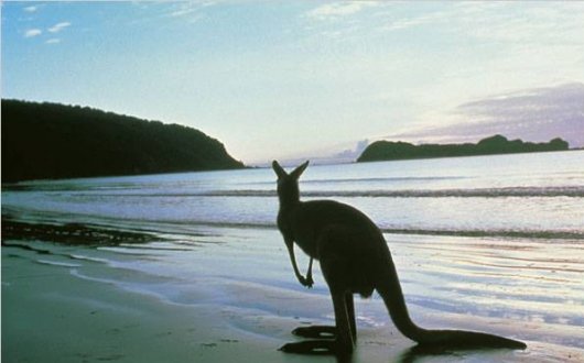 roo on beach.jpg