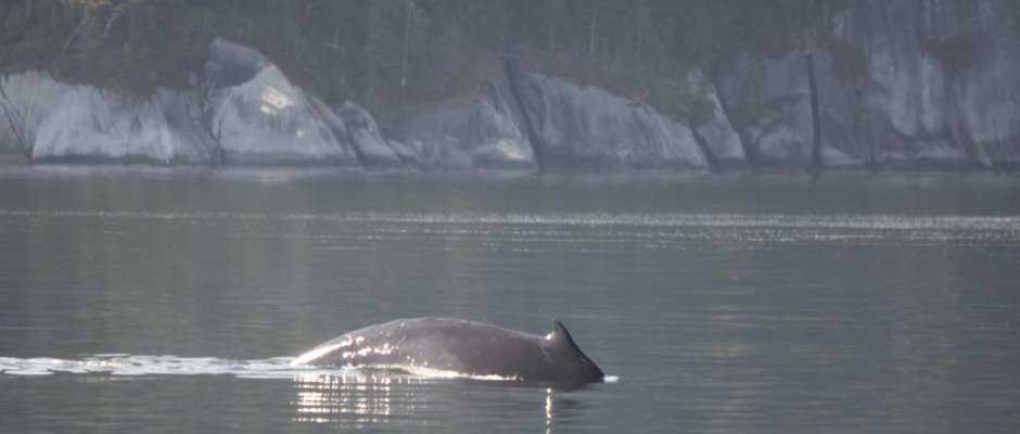 Badger K's Humpback #1.jpg