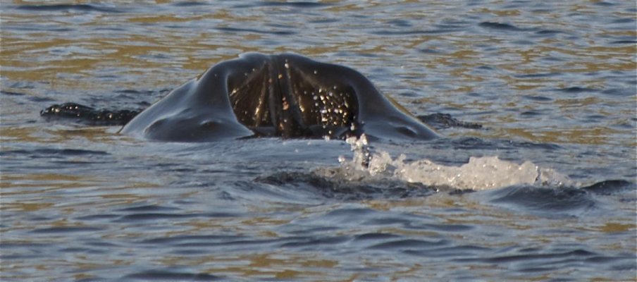 Badger K's Humpback #3.jpg