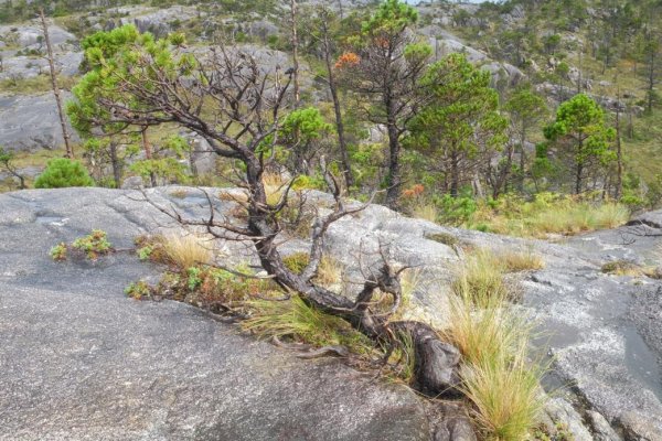 Bonsai Zone, Campania.jpg