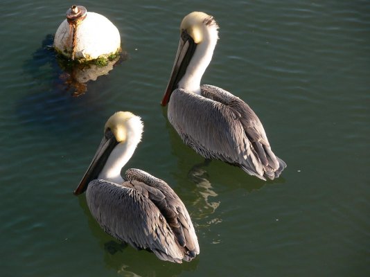 Conch House Pelicans.jpg