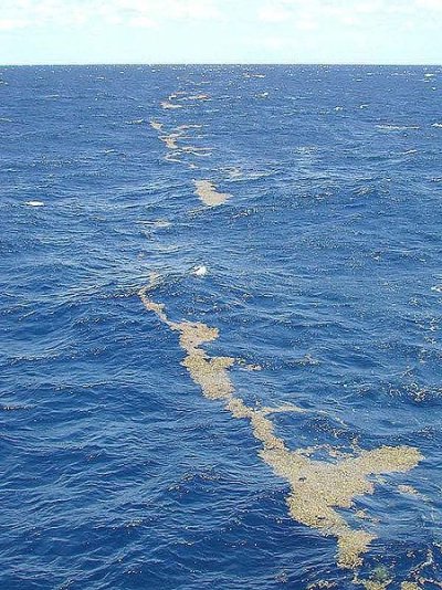 sargassum_sargasso_sea.jpg