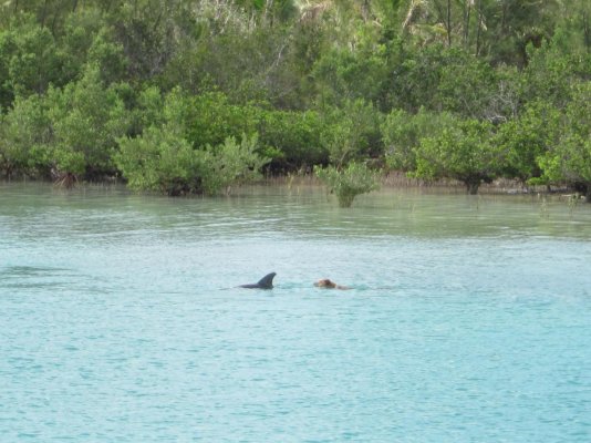 Dolphin and Cruiser's Dog Playing Together 2- Spanish Wells, Bahamas 2013.jpg