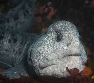 wolf eel.jpg