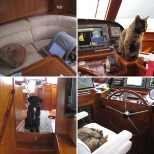 Pets on Board