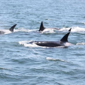 Orca's off San Juans