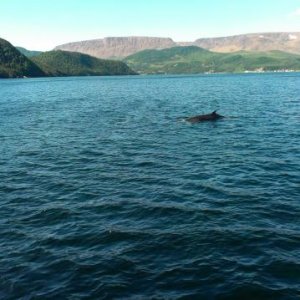 minke whale