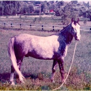 Zanee, registered ARABIAN, 1969