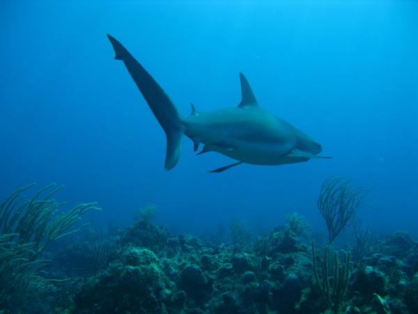 Bahamas Shark