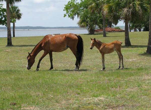 CUMBERLAND ISLAND HORSES.1