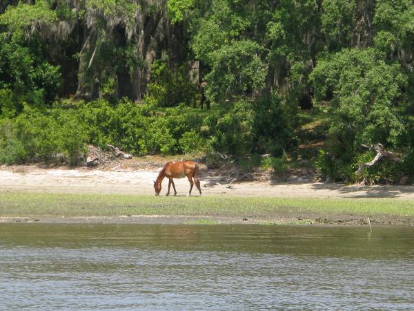 Cumberland Island