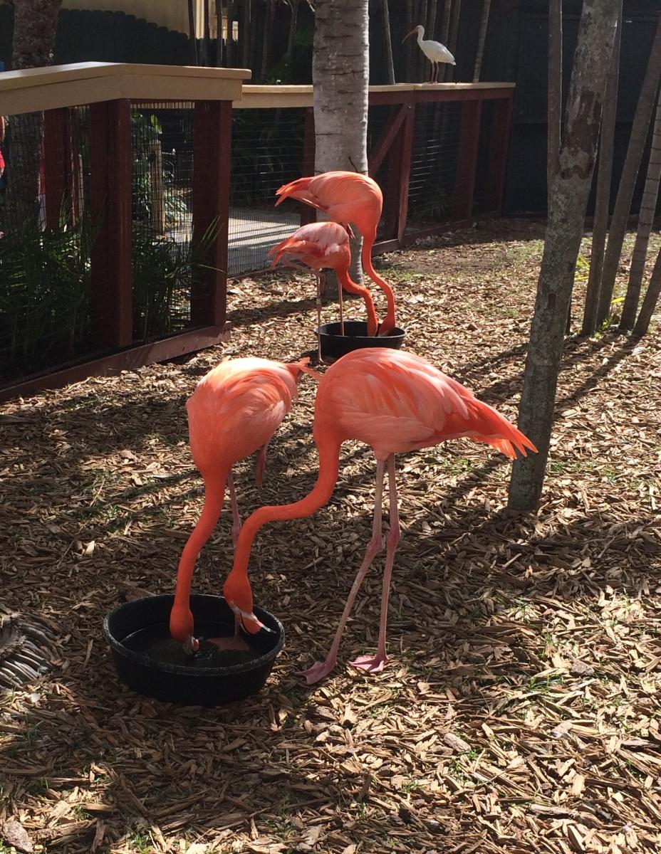 Flamingos Miami