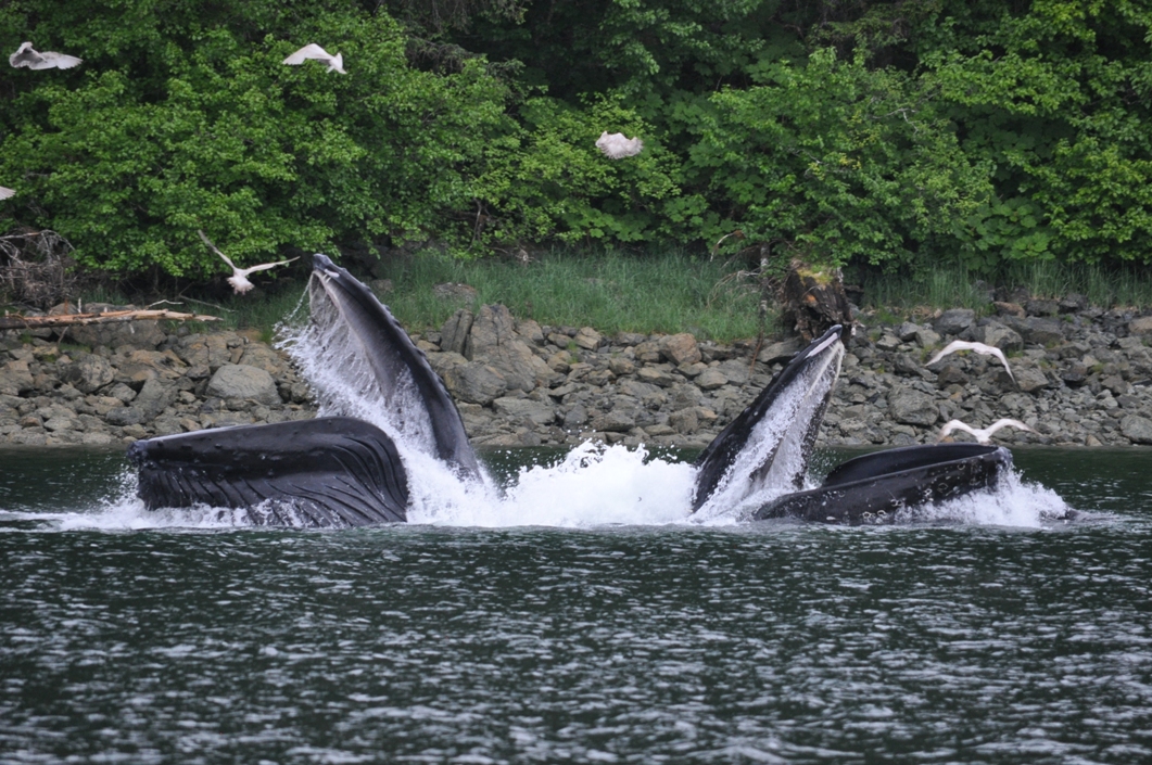 Hoonah Sound