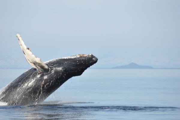 Humpback breaching