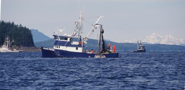 Purse Seiners, Icy Strait