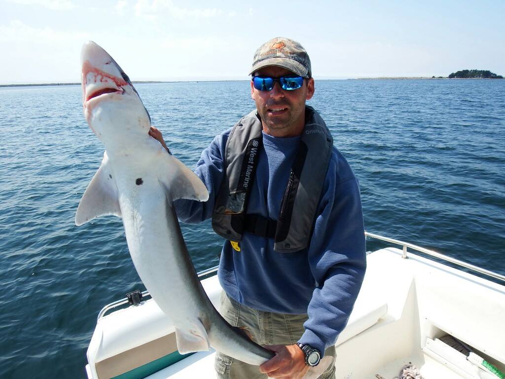 Shark inside Humboldt bay