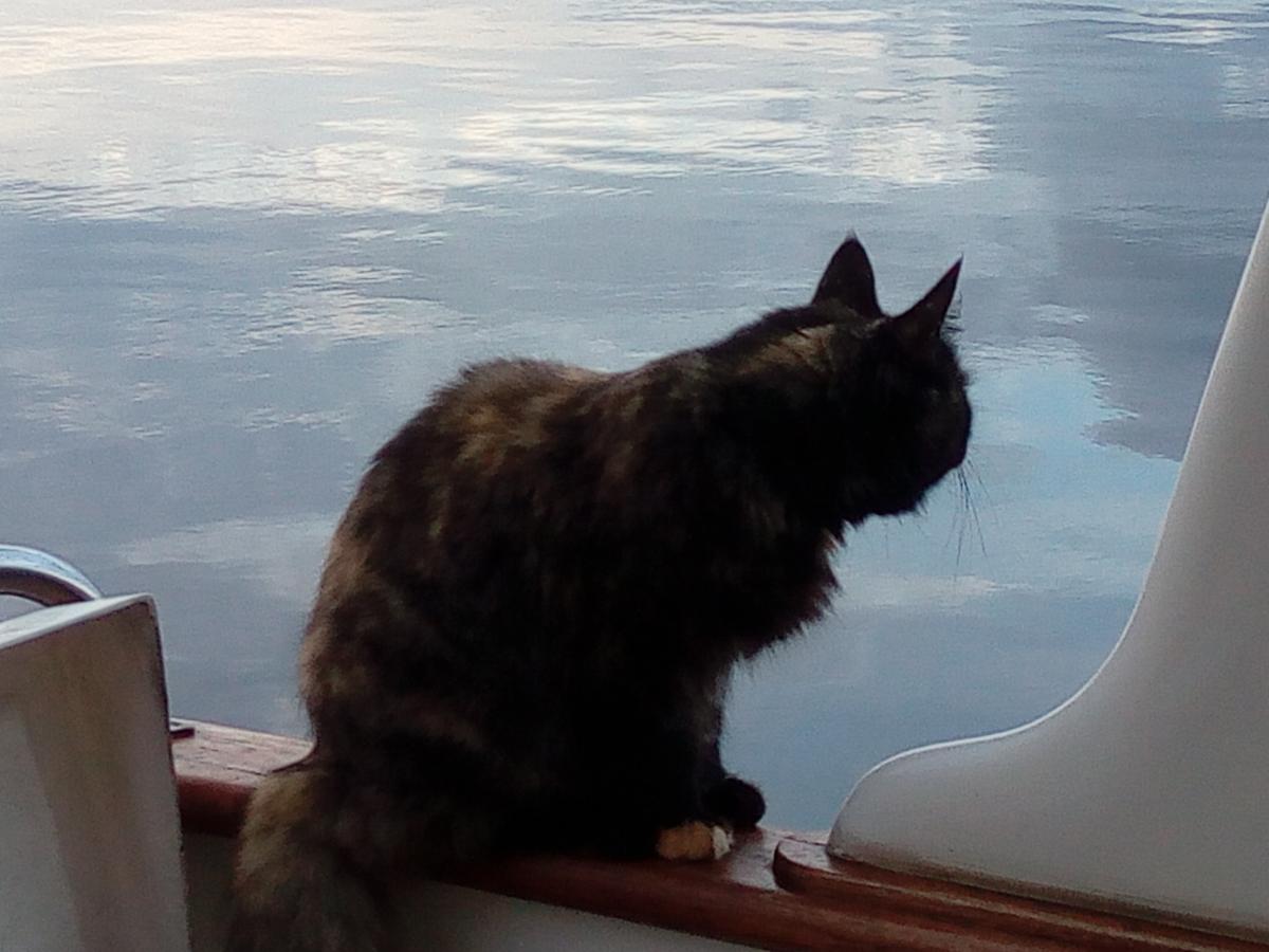 ship's cat