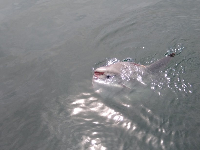 Sunfish Mola Mola 124224846