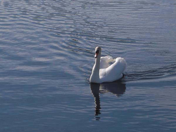 The Greeter. This lonely swan lives at the marina