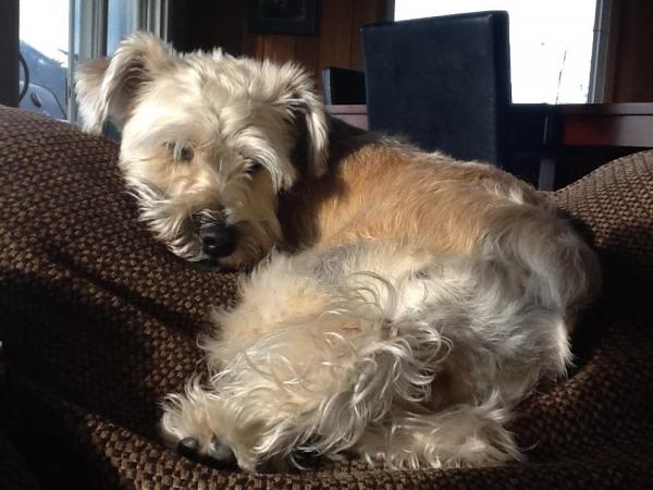 This is Sophie, our baby, relaxing in the sun...