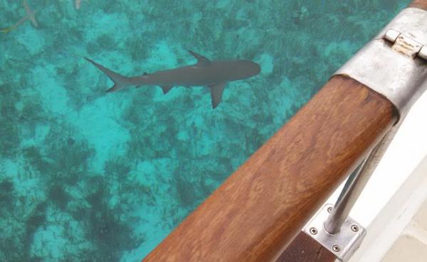 Warderick Wells Cay   Lemon Shark