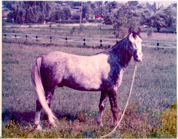 Zanee, registered ARABIAN, 1969